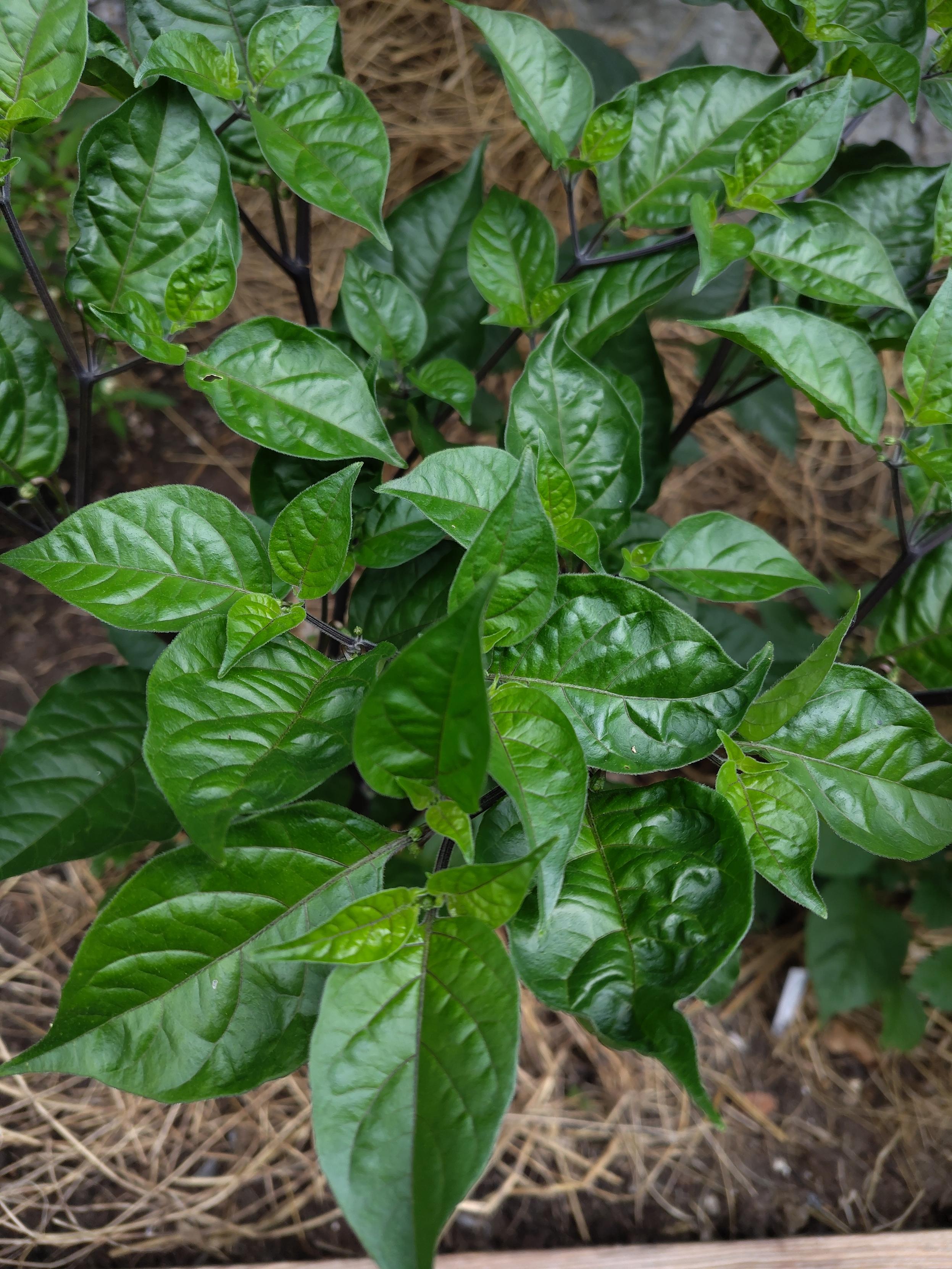 Daraufsicht auf eine Chilipflanze, es sind fast nur kräftig grüne Blätter zu sehen, zwischen dem Laub einige tief lilane, fast schwarze Stengel
